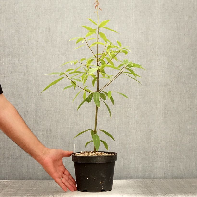 Amostra de Carvalho - Quercus myrsinifolia Vaso de 3 L/4 L tal como entregue no verão