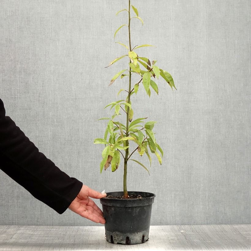 Amostra de Carvalho - Quercus myrsinifolia Vaso de 3 L/4 L tal como entregue na primavera