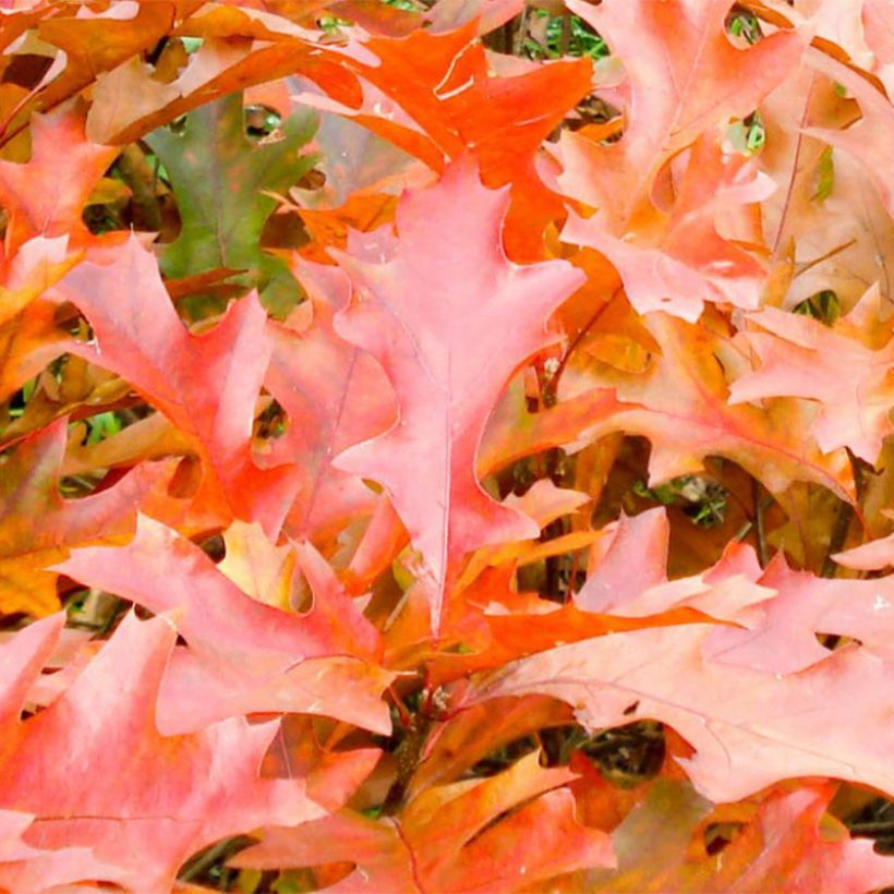 Carvalho-dos-pântanos Green Dwarf - Quercus palustris (Folhagem)