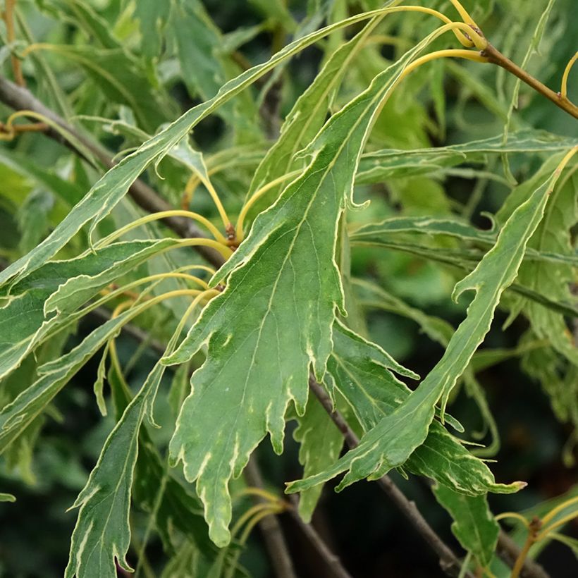 Carvalho-roble Insecata - Quercus petraea (Folhagem)