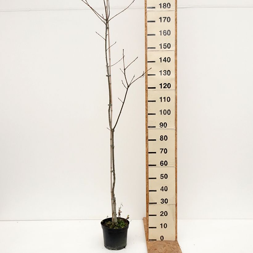 Amostra de Carvalho-roble Insecata - Quercus petraea Vaso de 4 L/5 L tal como entregue no outono