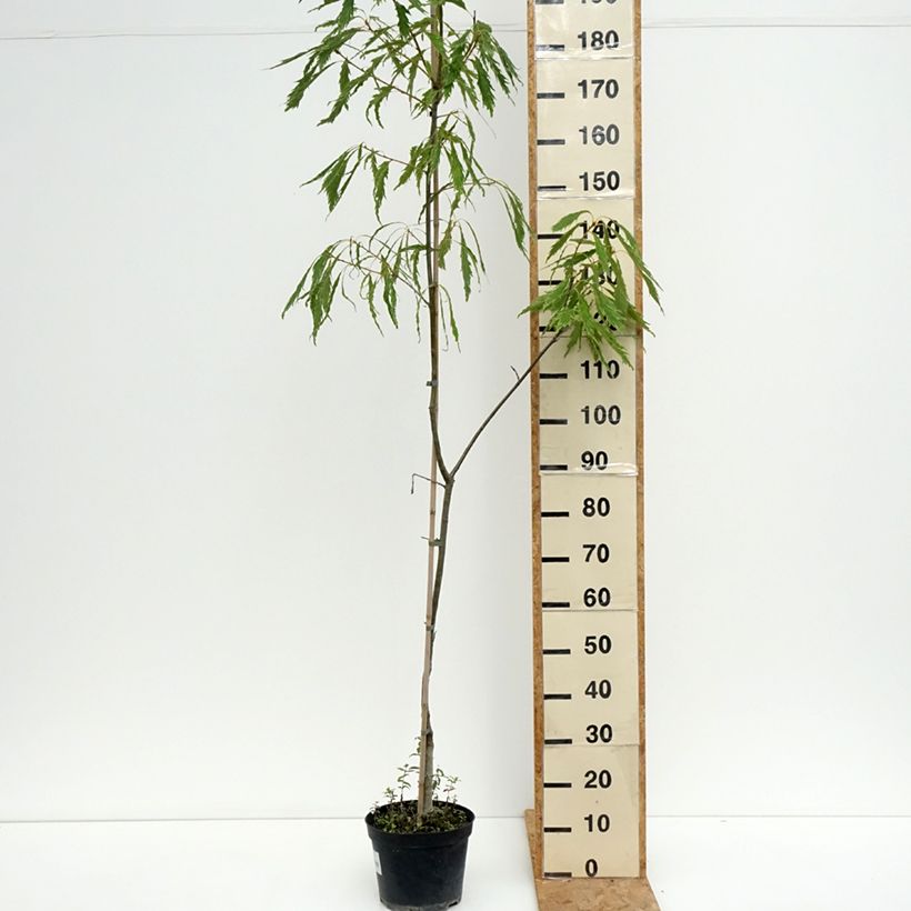 Amostra de Carvalho-roble Insecata - Quercus petraea Vaso de 4 L/5 L tal como entregue no verão