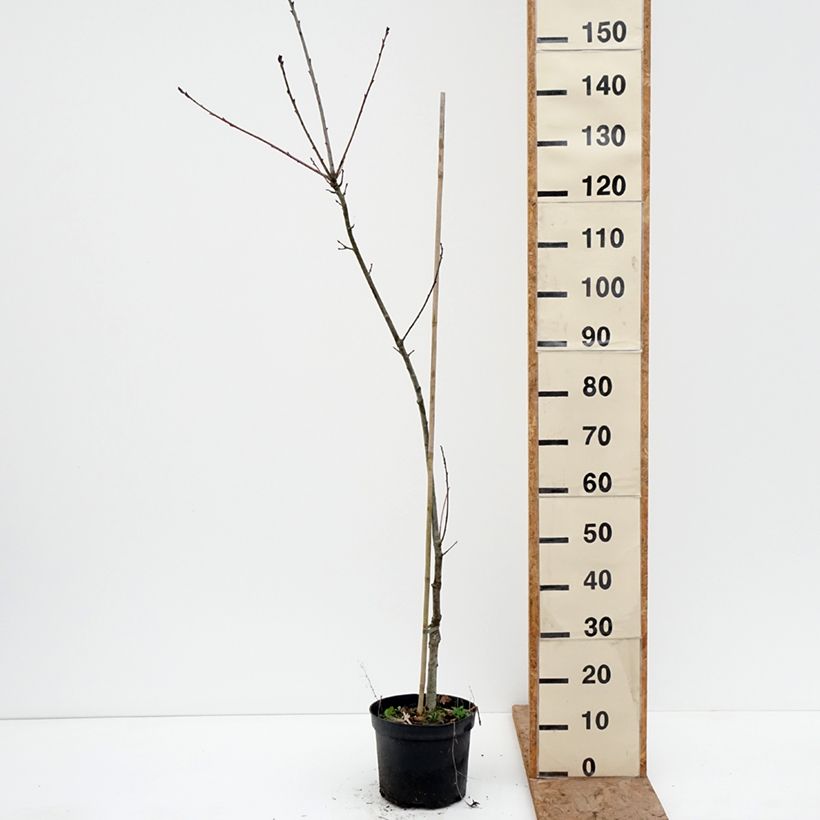Amostra de Carvalho-roble Insecata - Quercus petraea Vaso de 4 L/5 L tal como entregue no inverno