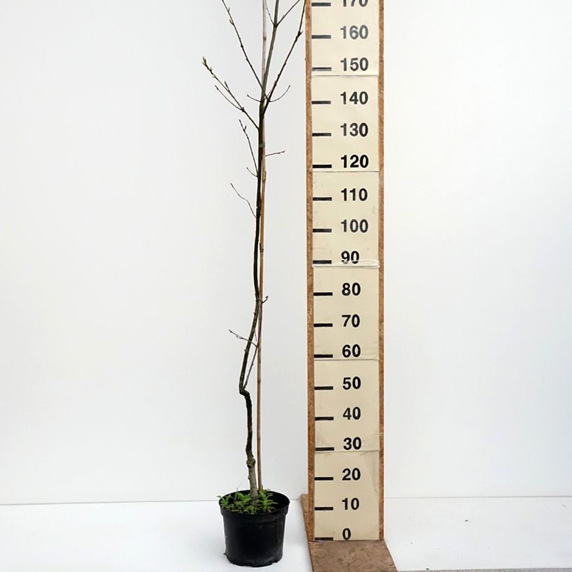 Amostra de Carvalho-roble Insecata - Quercus petraea Vaso de 4 L/5 L tal como entregue na primavera