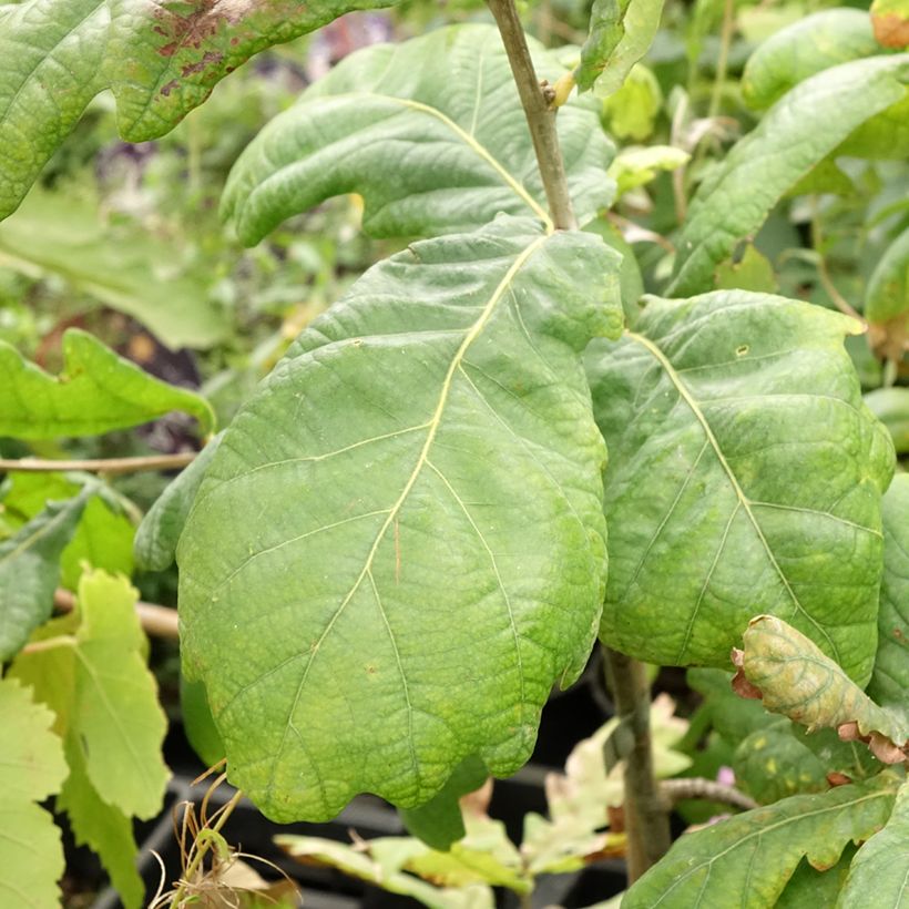Carvalho-alvarinho Cucullata - Quercus robur (Folhagem)