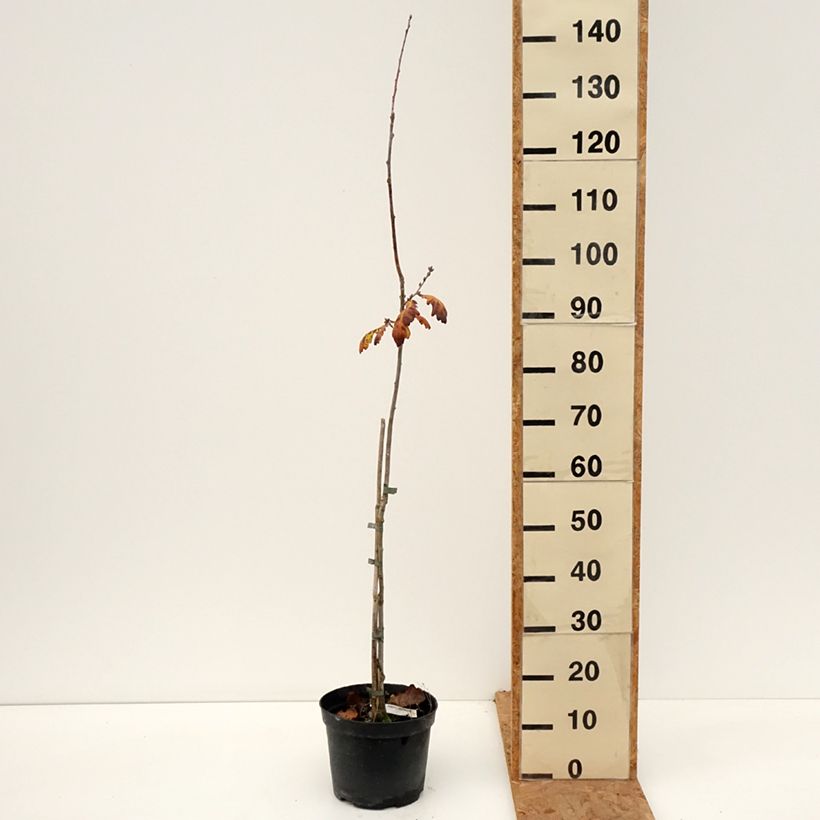 Amostra de Carvalho-alvarinho Cucullata - Quercus robur Vaso de 4 L/5 L tal como entregue no outono