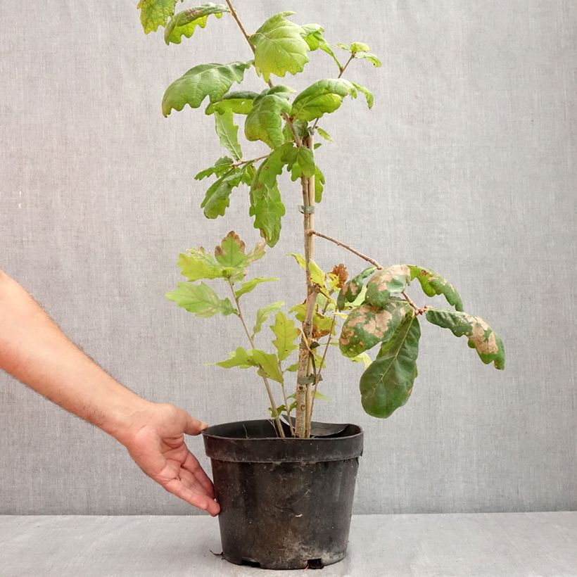 Amostra de Carvalho-alvarinho Cucullata - Quercus robur Vaso de 4 L/5 L tal como entregue no verão