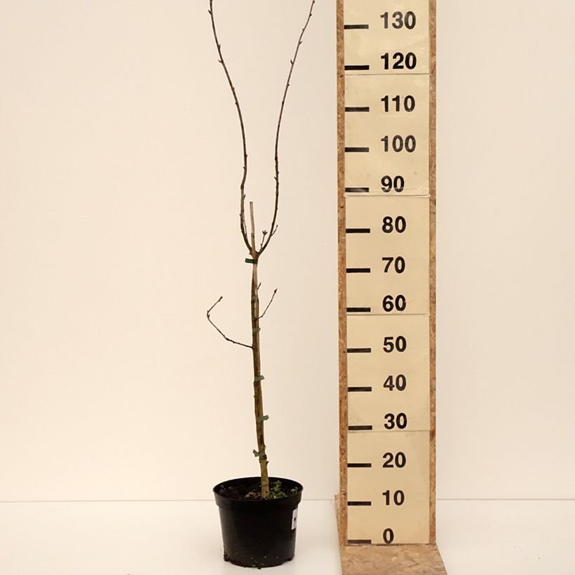 Amostra de Quercus robur Cucullata - Chêne pédonculé Vaso de 4 L/5 L tal como entregue no inverno