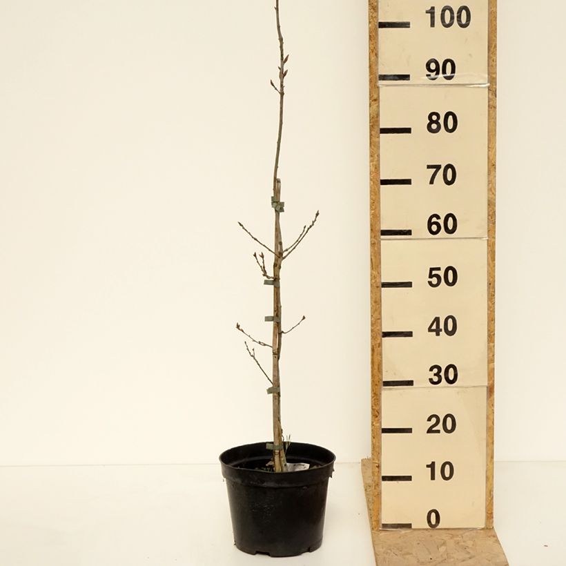 Amostra de Carvalho-alvarinho Cucullata - Quercus robur Vaso de 4 L/5 L tal como entregue na primavera