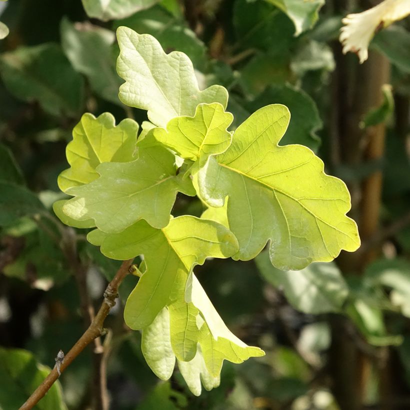 Carvalho-alvarinho Facrist - Quercus robur (Folhagem)