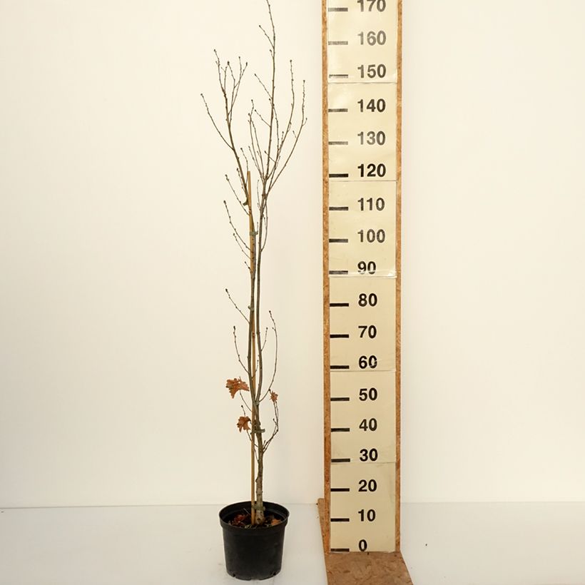 Amostra de Carvalho-alvarinho Facrist - Quercus robur Vaso de 4 L/5 L tal como entregue no outono