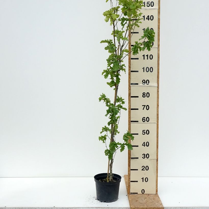 Amostra de Carvalho-alvarinho Facrist - Quercus robur Vaso de 4 L/5 L tal como entregue no verão