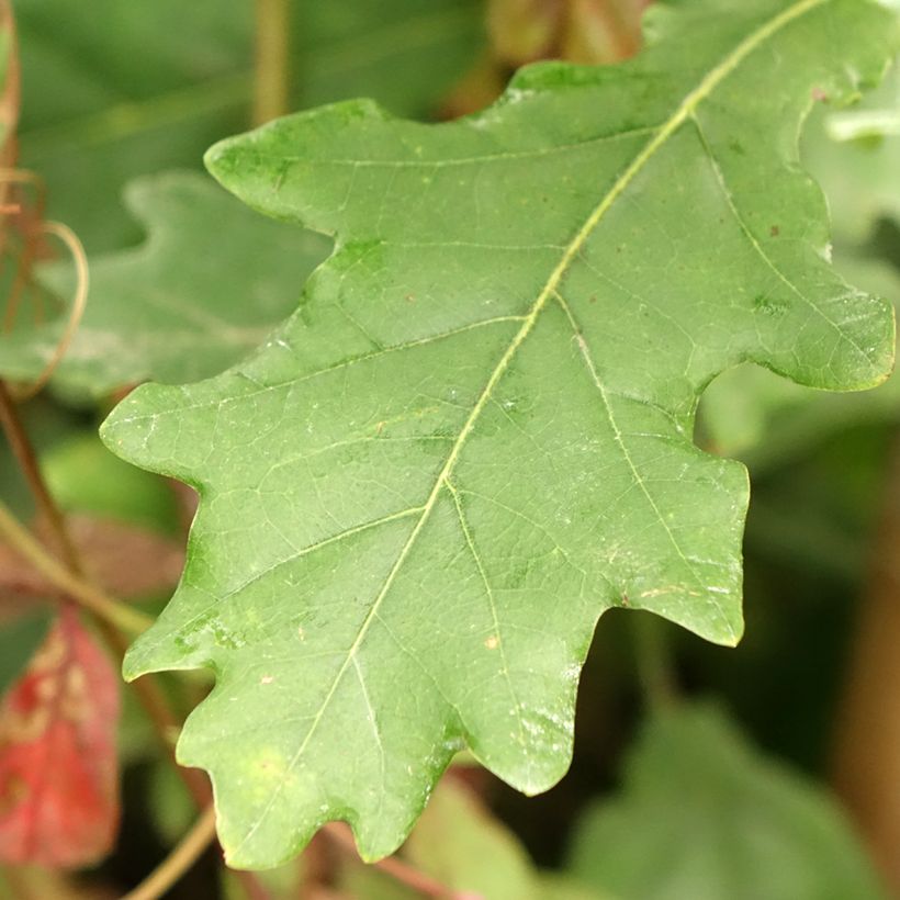 Carvalho-alvarinho Fastigiata Koster - Quercus robur (Folhagem)