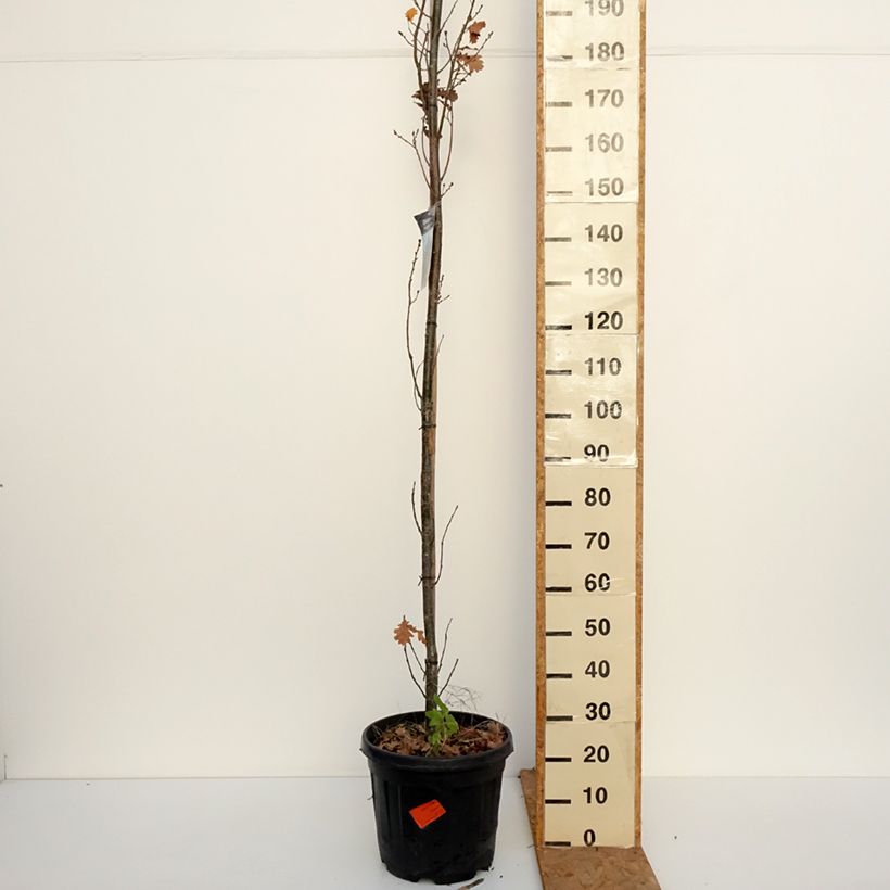 Amostra de Carvalho-alvarinho Fastigiata Koster - Quercus robur Vaso de 20 L/25 L tal como entregue no outono