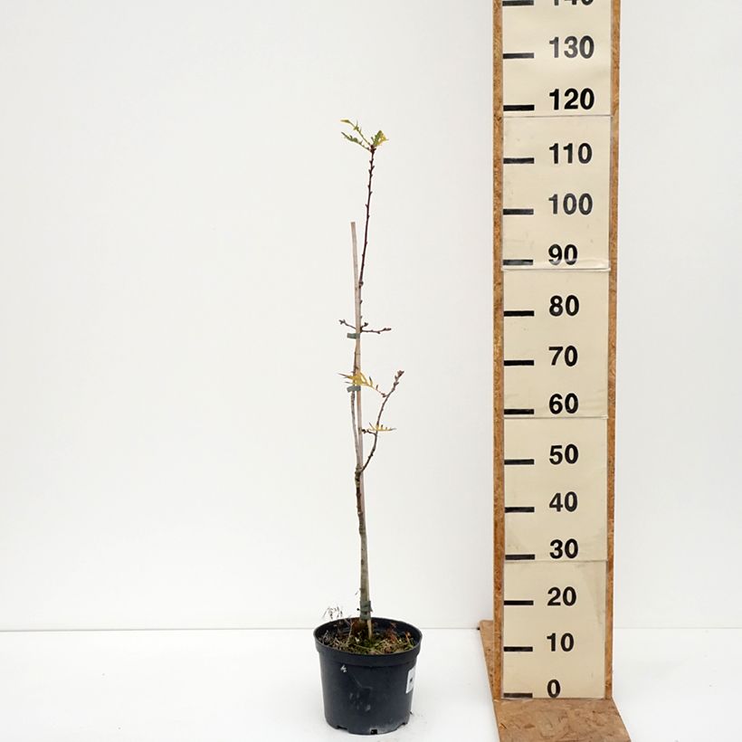 Amostra de Carvalho-alvarinho Pectinata - Quercus robur Vaso de 4 L/5 L tal como entregue no outono