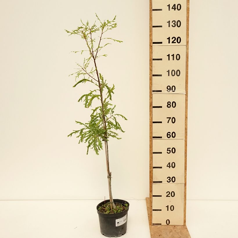 Amostra de Carvalho-alvarinho Pectinata - Quercus robur Vaso de 4 L/5 L tal como entregue no verão