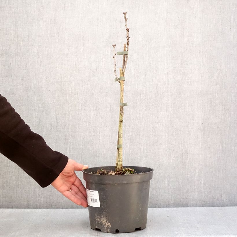 Amostra de Quercus robur Pectinata - Chêne pédonculé Vaso de 4 L/5 L tal como entregue no inverno