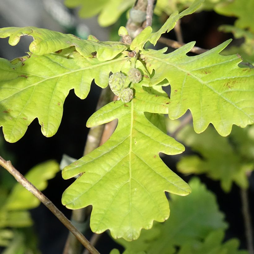Carvalho-alvarinho Rita's Gold - Quercus robur (Folhagem)
