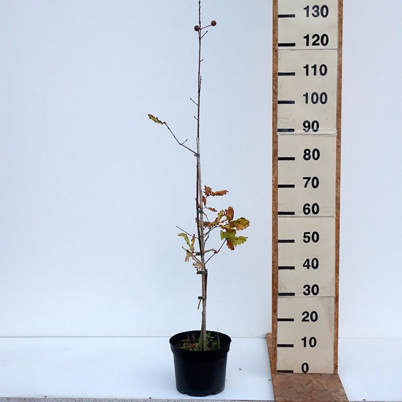 Amostra de Carvalho-alvarinho Rita's Gold - Quercus robur Vaso de 4 L/5 L tal como entregue no outono
