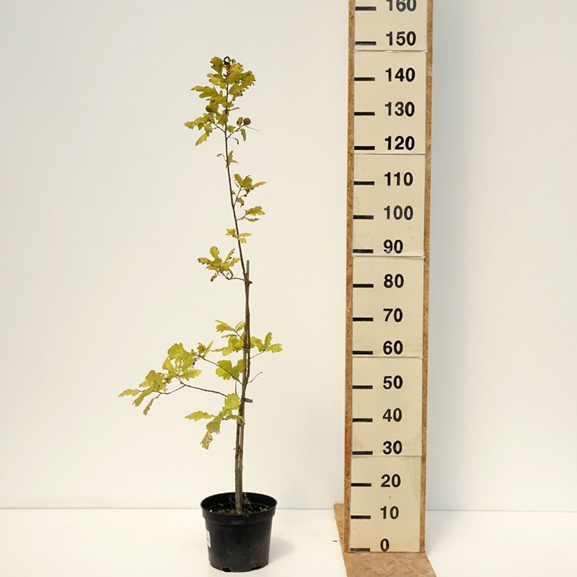 Amostra de Carvalho-alvarinho Rita's Gold - Quercus robur Vaso de 4 L/5 L tal como entregue no verão