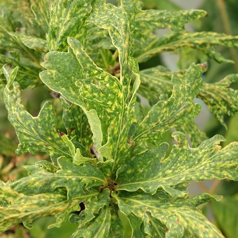 Carvalho-alvarinho Salfast - Quercus robur (Folhagem)
