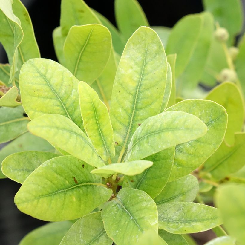 Carvalho-alvarinho Salicifolia - Quercus robur (Folhagem)