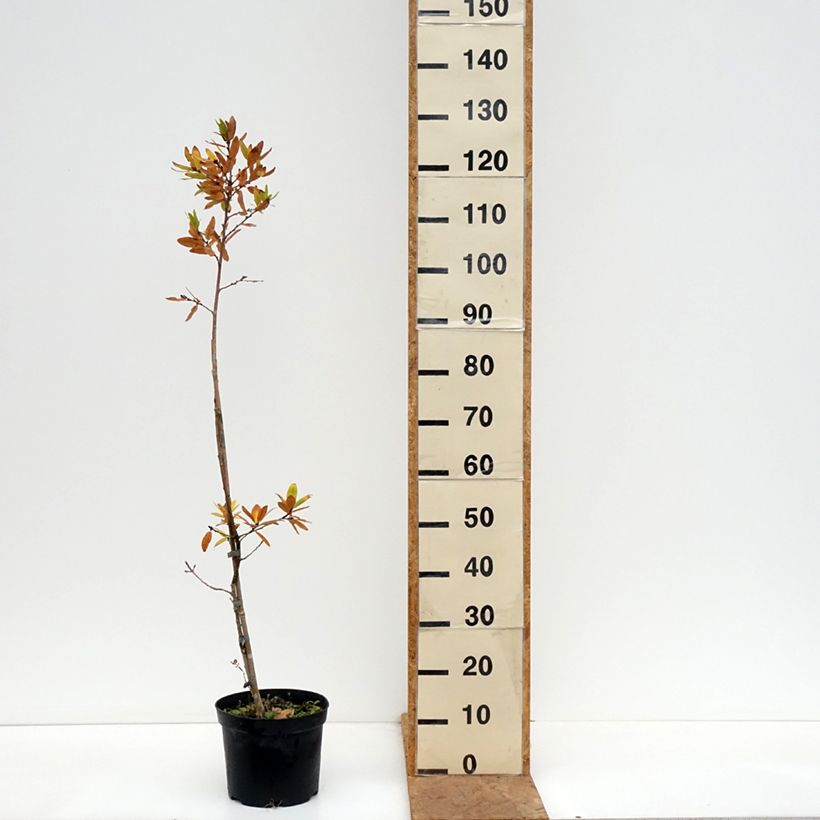 Amostra de Carvalho-alvarinho Salicifolia - Quercus robur Vaso de 4 L/5 L tal como entregue no outono