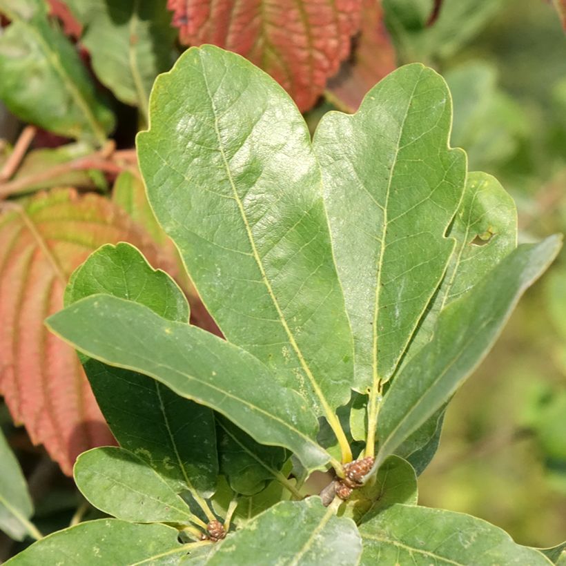 Carvalho-alvarinho Strypemonde - Quercus robur (Folhagem)