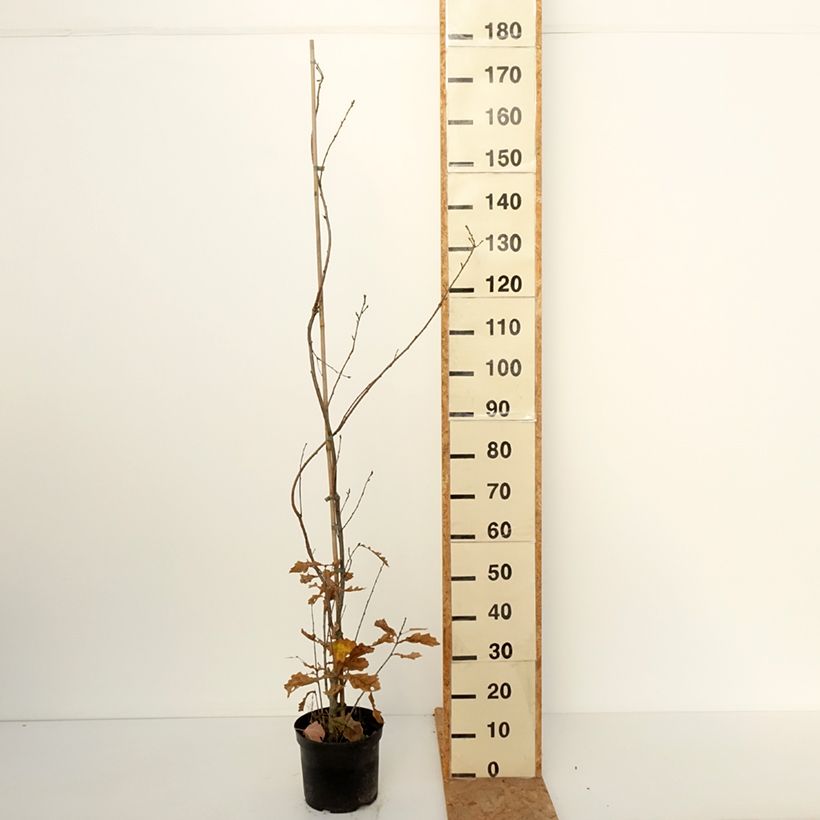 Amostra de Carvalho-alvarinho Strypemonde - Quercus robur Vaso de 4 L/5 L tal como entregue no outono