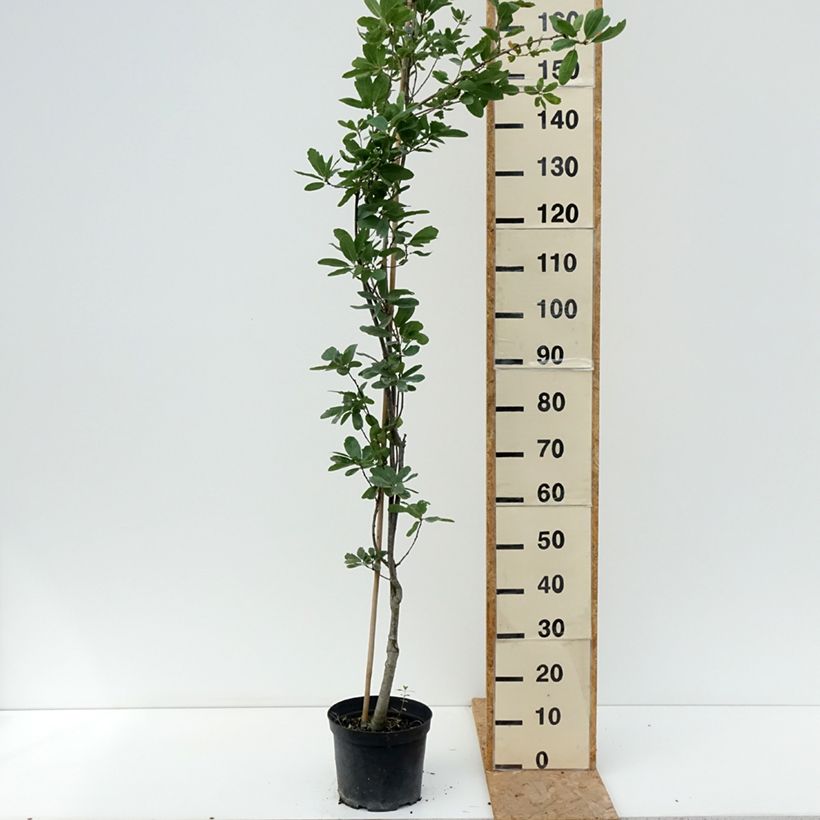 Amostra de Carvalho-alvarinho Strypemonde - Quercus robur Vaso de 4 L/5 L tal como entregue no verão