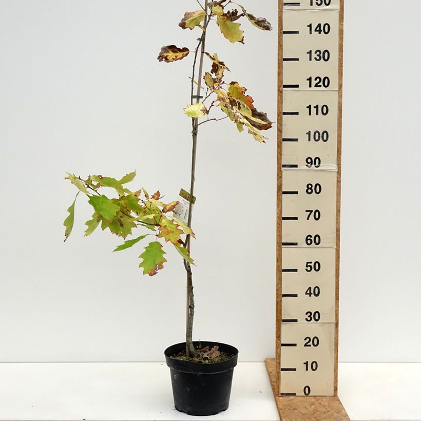 Amostra de Carvalho-vermelho Aurea - Quercus rubra Vaso de 7,5 L/10 L tal como entregue no outono