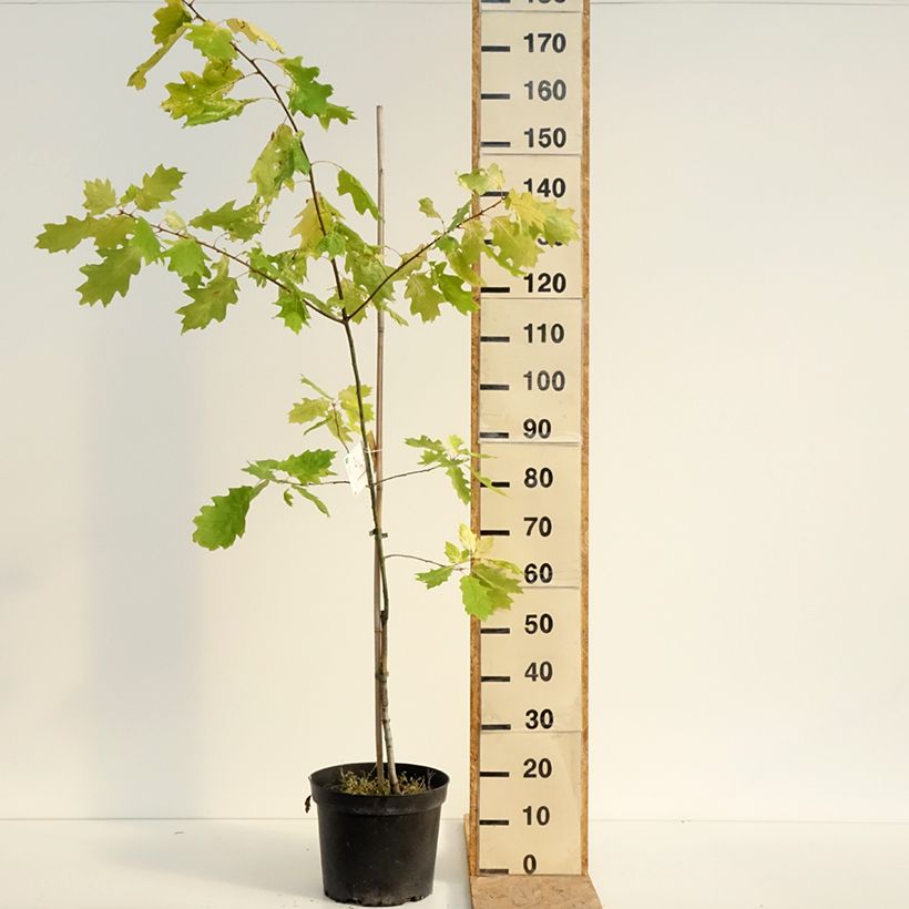 Amostra de Carvalho-vermelho Aurea - Quercus rubra Vaso de 7,5 L/10 L tal como entregue no verão