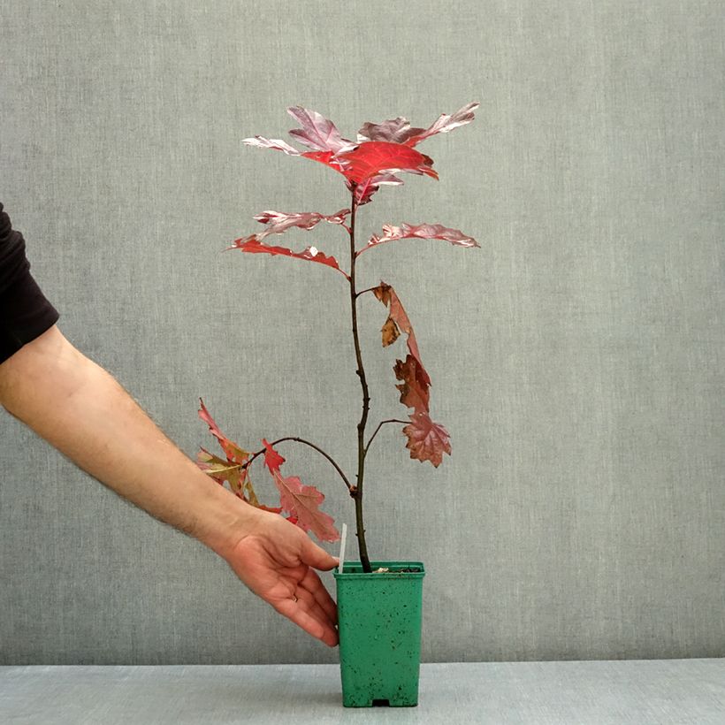 Amostra de Quercus rubra - Carvalho-vermelho Vaso de 12 cm/13 cm, Brasão tal como entregue no outono