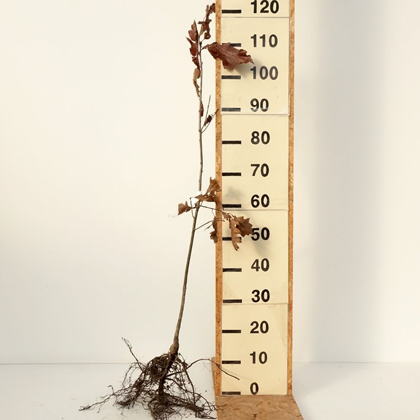 Amostra de Carvalho-vermelho - Quercus rubra Raízes nuas tal como entregue no inverno