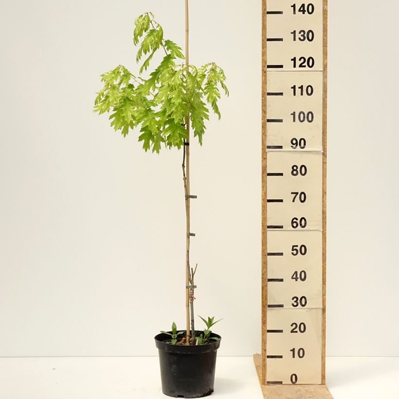 Amostra de Carvalho-vermelho Wolfsdonk's Pride - Quercus rubra Vaso de 7,5 L/10 L, Haste tal como entregue na primavera