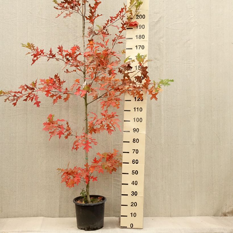 Amostra de Carvalho-do-texas New Madrid - Quercus texana Vaso de 7,5 L/10 L tal como entregue no outono