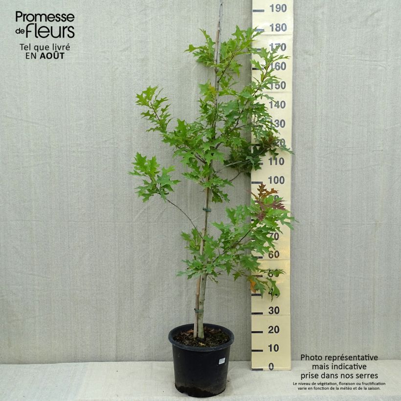Amostra de Carvalho-do-texas New Madrid - Quercus texana Vaso de 7,5 L/10 L tal como entregue no verão