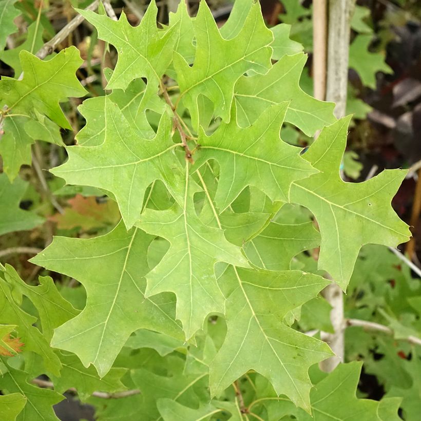 Carvalho-do-texas New Madrid - Quercus texana (Folhagem)