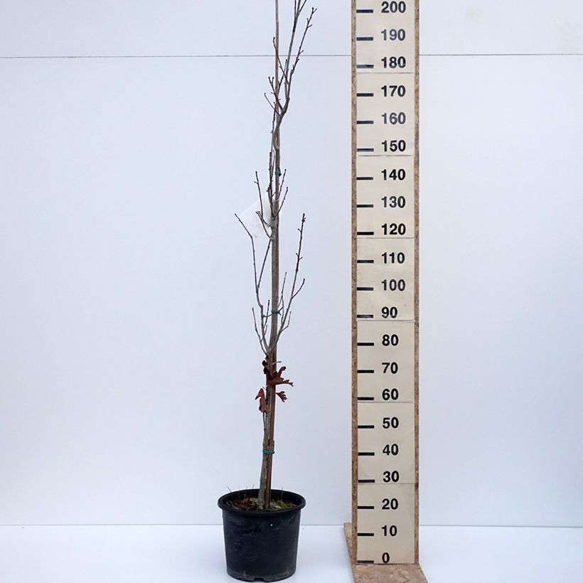 Amostra de Quercus x warei Chimney Fire - Chêne Vaso de 12 L/15 L tal como entregue no inverno