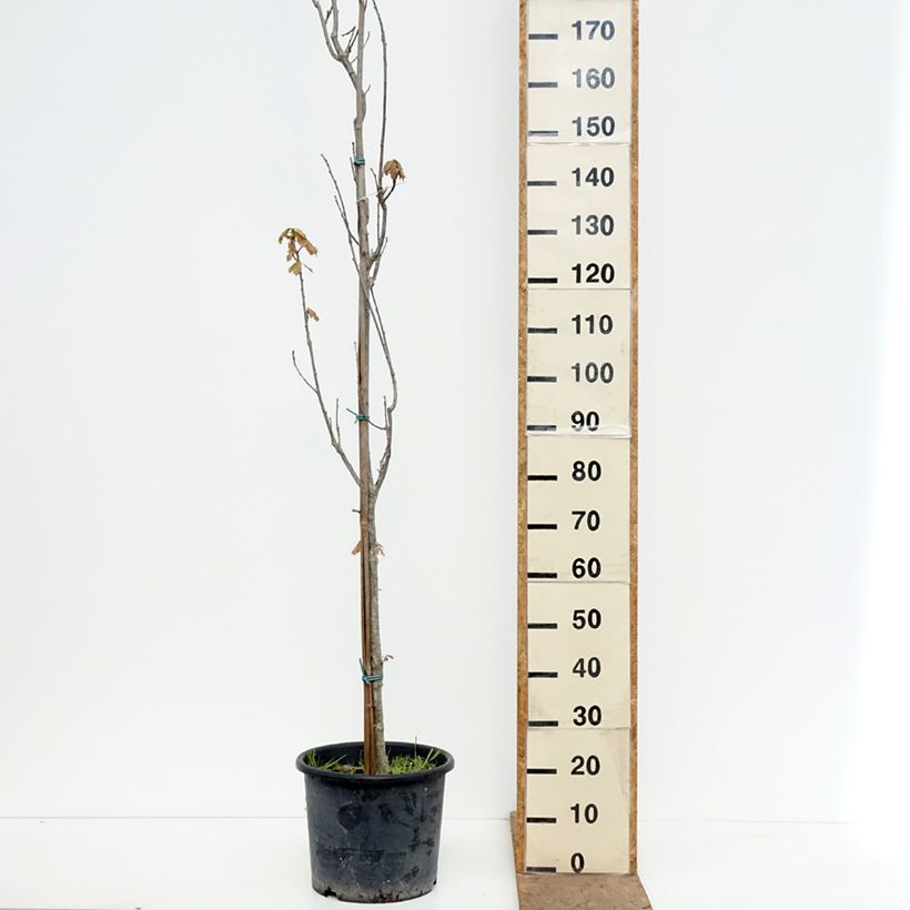 Amostra de Carvalho Chimney Fire Vaso de 12 L/15 L tal como entregue na primavera