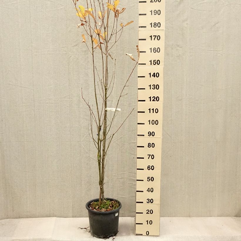 Amostra de Carvalho Windcandle Vaso de 12 L/15 L tal como entregue no outono