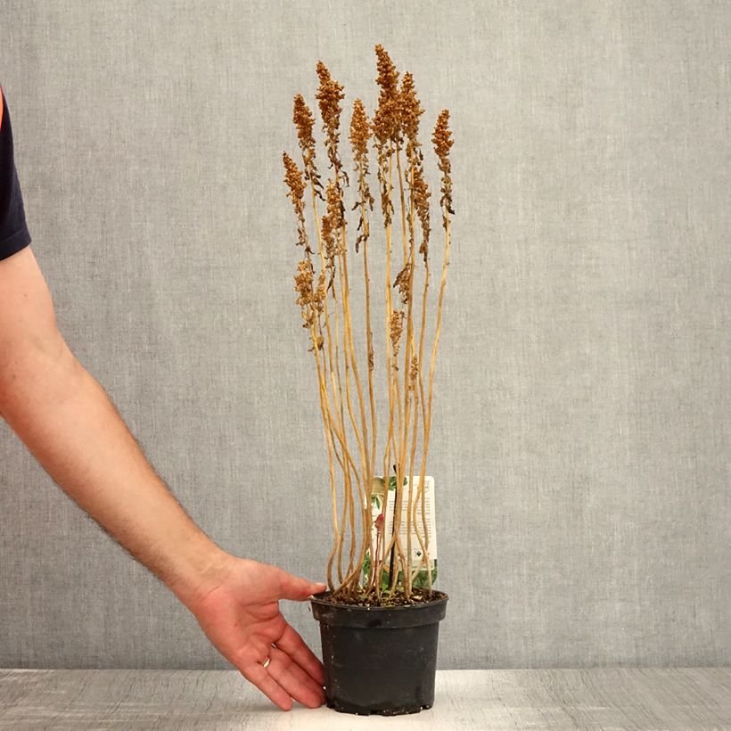 Amostra de Quinoa - Chenopodium quinoa Vaso de 1,5 L/2 L tal como entregue no verão