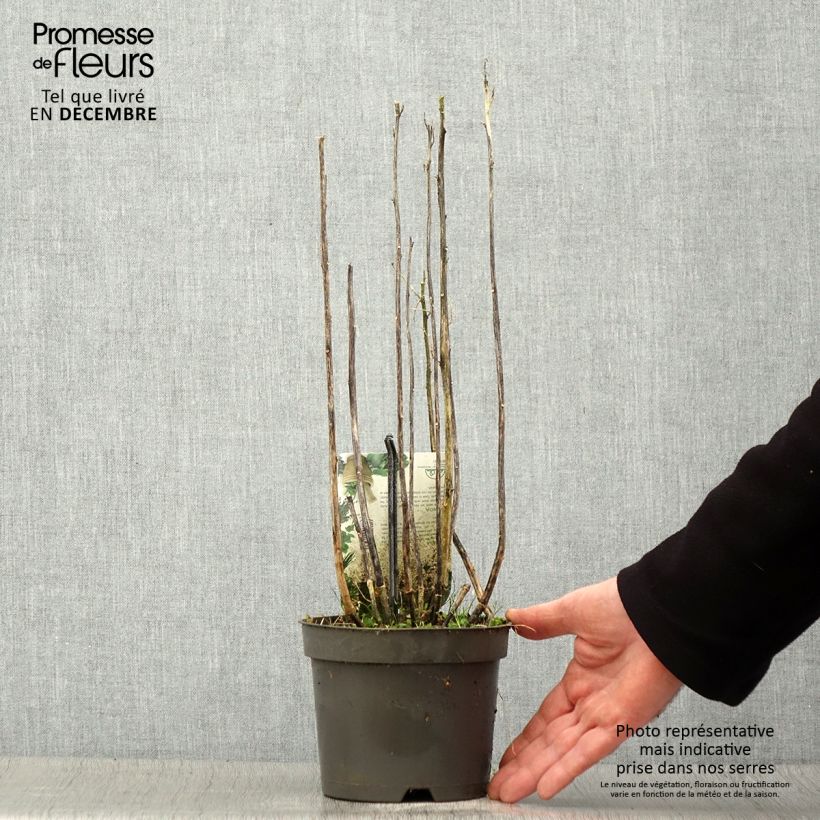 Amostra de Quinoa - Chenopodium quinoa Pot de 1,5L/2L tal como entregue no inverno