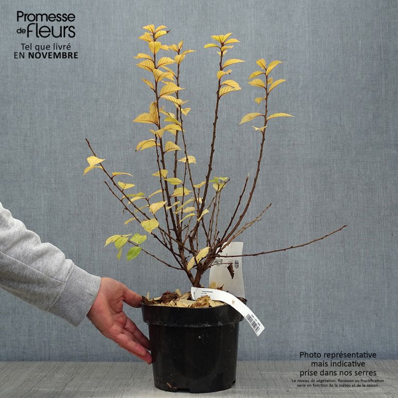 Amostra de Prunus tomentosa - Cerejeira-de-nanquim Vaso de 2 L/3 L tal como entregue no outono