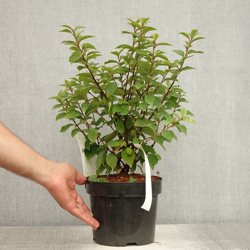 Amostra de Prunus tomentosa - Cerejeira-de-nanquim Vaso de 2 L/3 L tal como entregue no verão