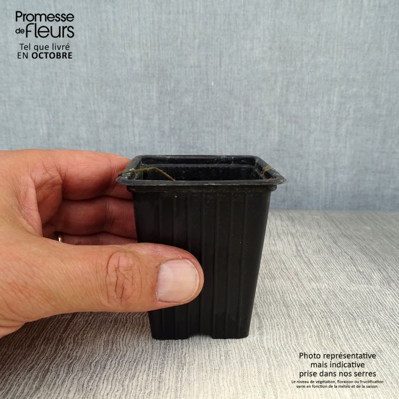 Amostra de Mostarda-dos-Monges - Mostarda alemã Vaso de 7/8 cm tal como entregue no outono