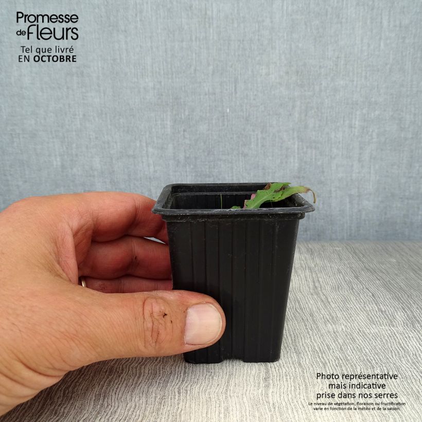 Amostra de Rapôncio - Campanula rapunculus Vaso de 7/8 cm tal como entregue no outono