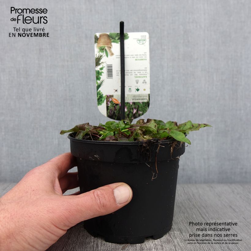 Amostra de Rapôncio - Campanula rapunculus Vaso de 1,5 L/2 L tal como entregue no outono
