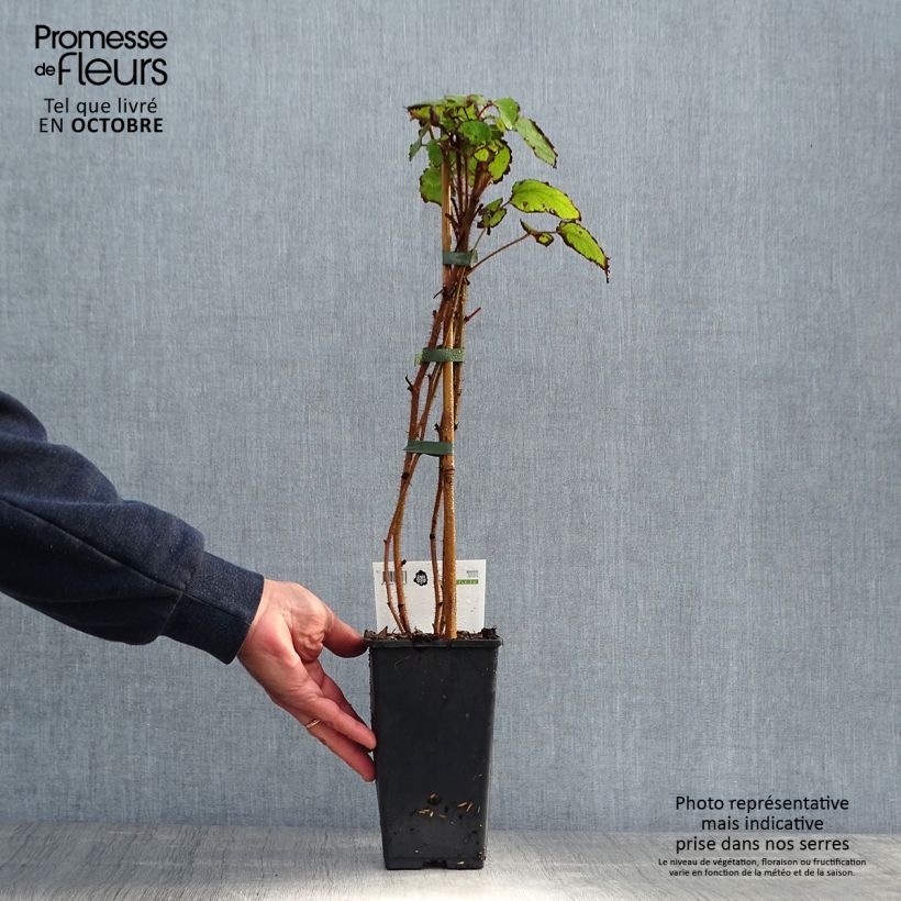 Amostra de Framboeseiro-japonês - Rubus phoenicolasius Vaso de 1,5 L/2 L, Tufo tal como entregue no outono