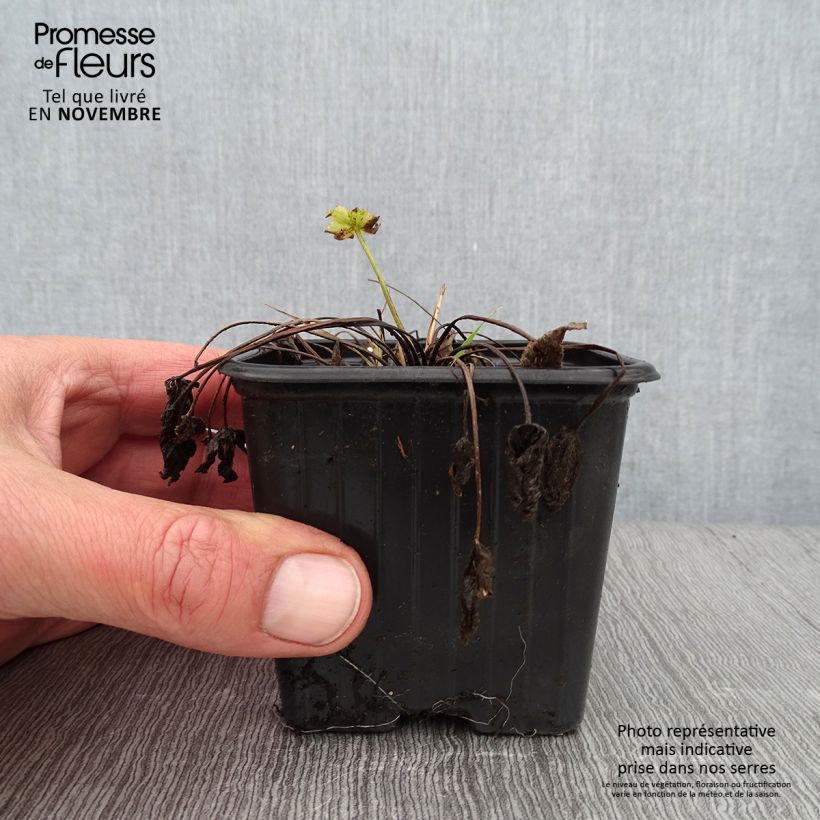 Amostra de Ranunculus acris - Botão-de-ouro Vaso de 7/8 cm tal como entregue no outono